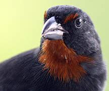 Lesser Antillean Bullfinch