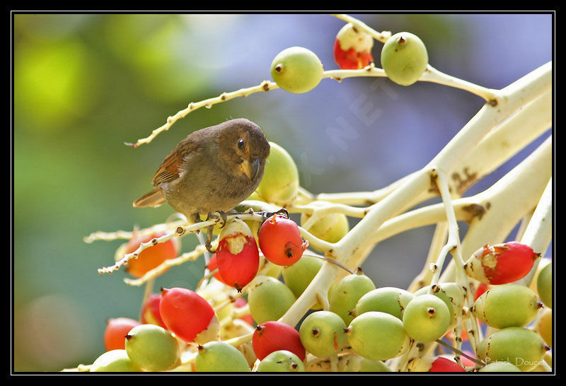 Lesser Antillean Bullfinch female