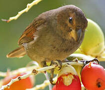 Lesser Antillean Bullfinch