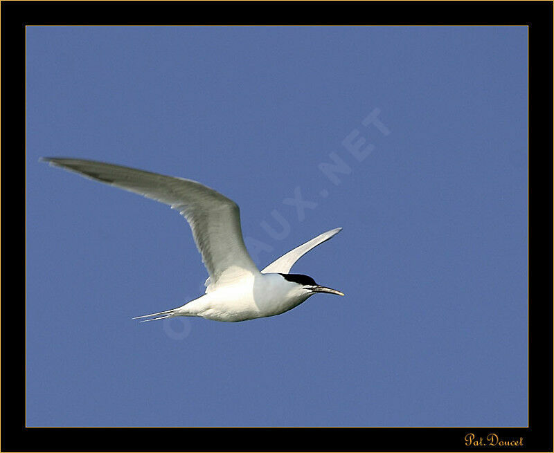 Sandwich Tern