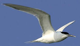 Sandwich Tern