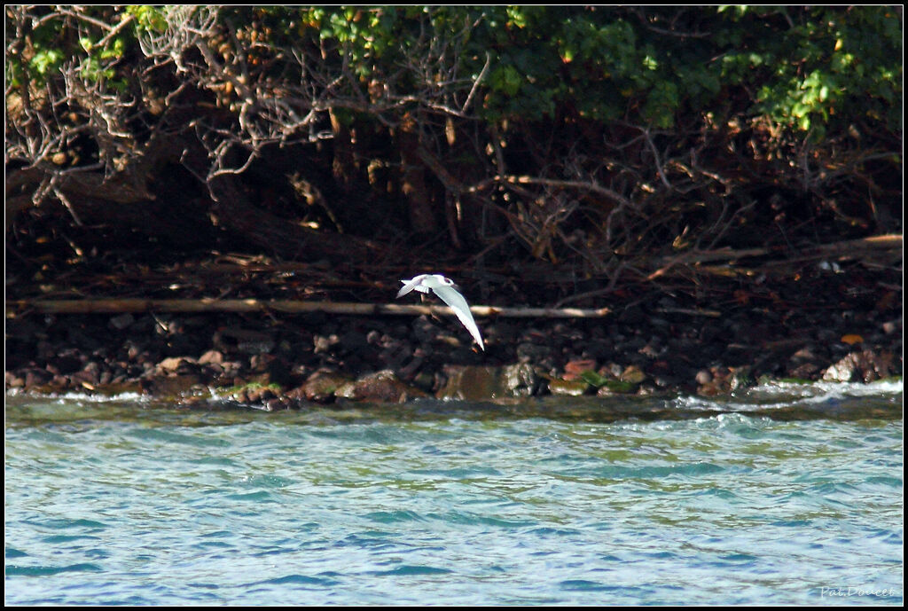 Gull-billed Tern