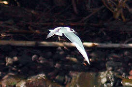 Gull-billed Tern