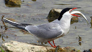 Common Tern