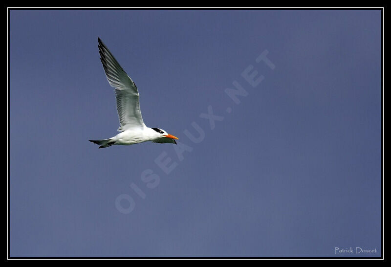 Royal Tern