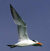 Royal Tern