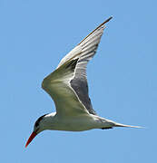 Royal Tern