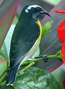 Bananaquit