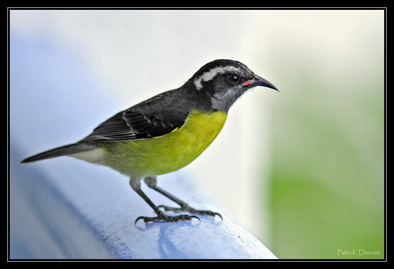 Bananaquit