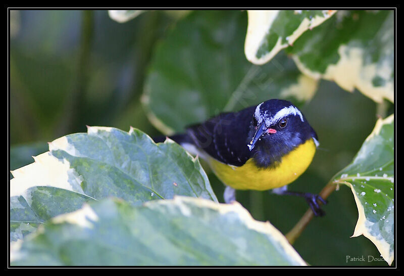 Bananaquit