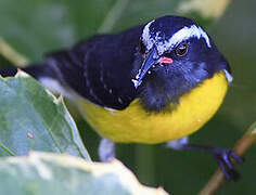 Bananaquit