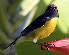 Bananaquit