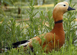 Ruddy Shelduck