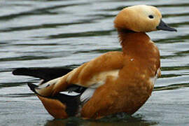 Ruddy Shelduck