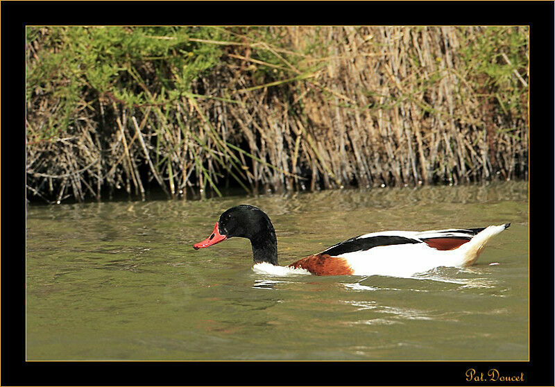 Common Shelduck