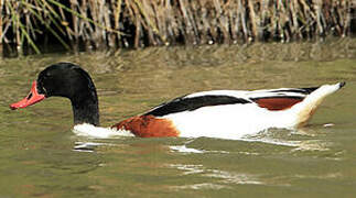 Common Shelduck