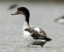 Common Shelduck