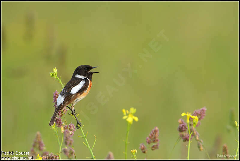 Siberian Stonechat male adult breeding, song