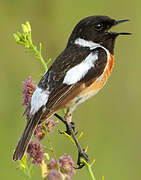 Siberian Stonechat