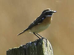 Whinchat