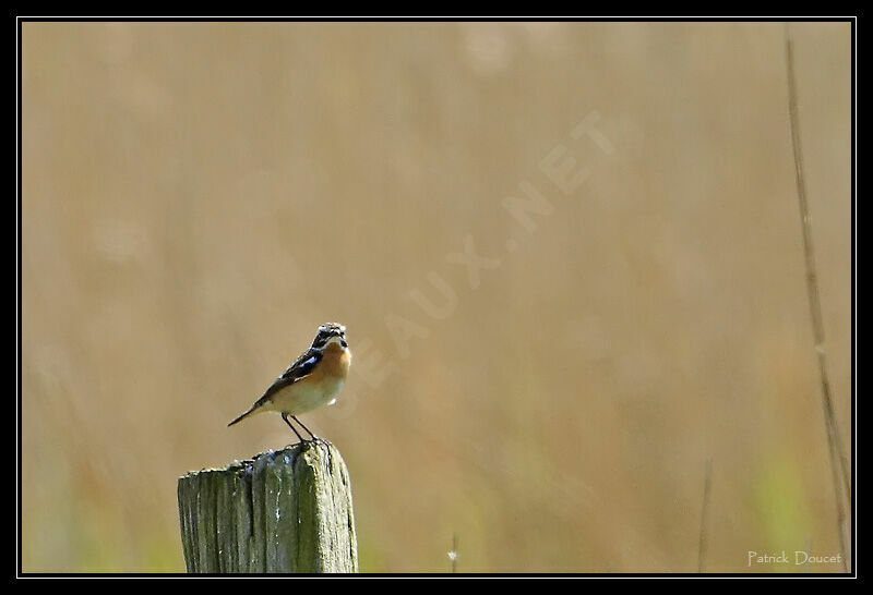 Whinchat