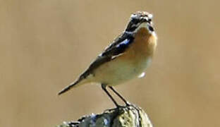 Whinchat