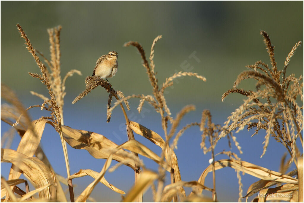 Whinchat