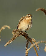 Whinchat