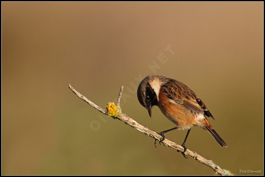 European Stonechat