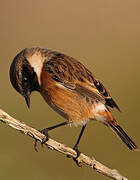 European Stonechat