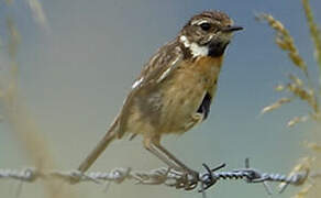 European Stonechat