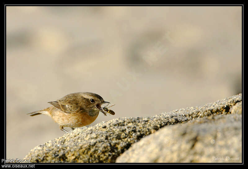 European Stonechat female, fishing/hunting