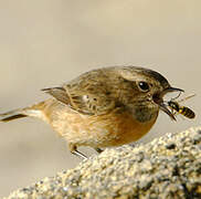 European Stonechat