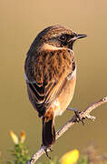 European Stonechat