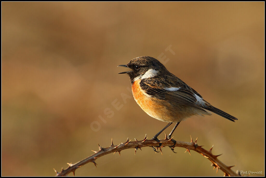 European Stonechat