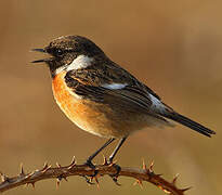 European Stonechat