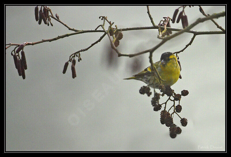 Eurasian Siskin