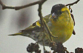 Eurasian Siskin