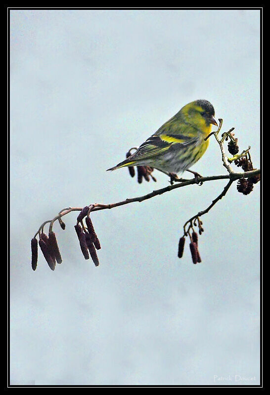 Eurasian Siskin