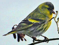 Eurasian Siskin