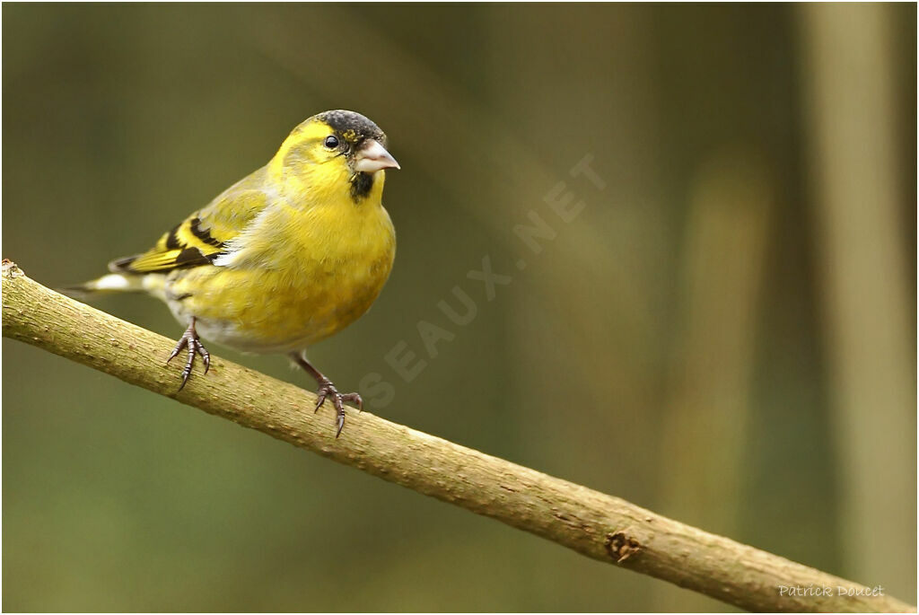 Eurasian Siskin