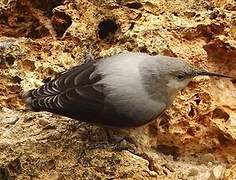 Wallcreeper