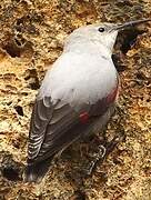 Wallcreeper