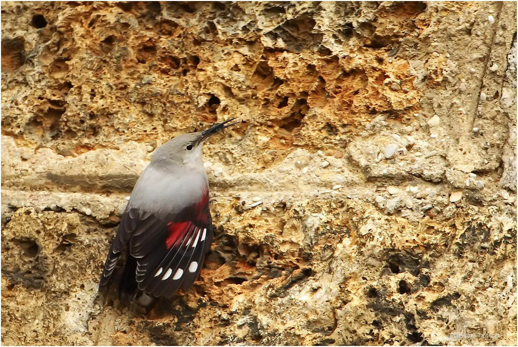 Wallcreeper