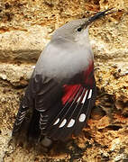 Wallcreeper