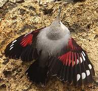 Wallcreeper