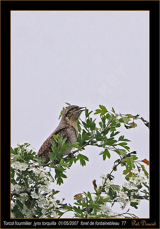 Eurasian Wryneck