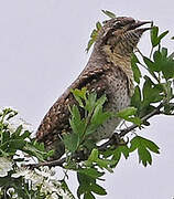 Eurasian Wryneck