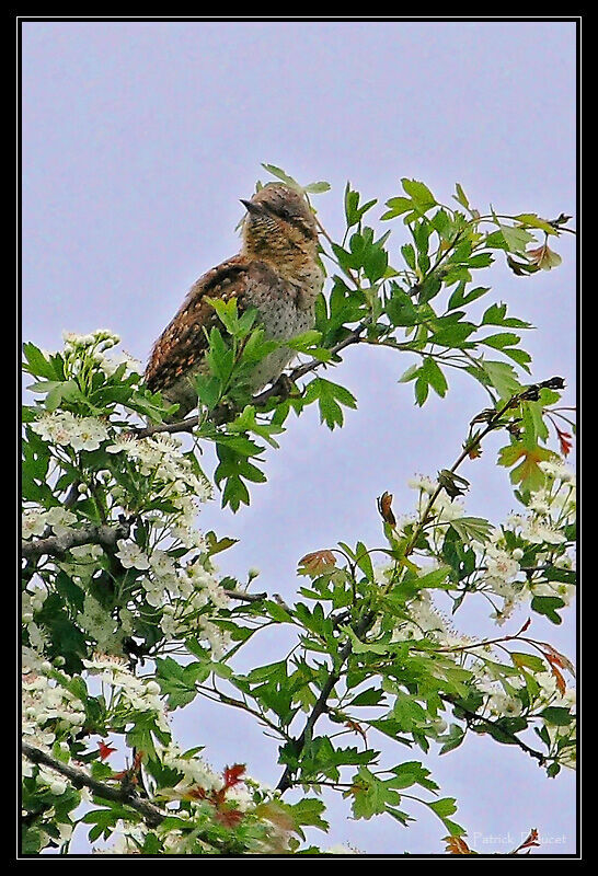 Eurasian Wryneck