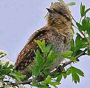 Eurasian Wryneck